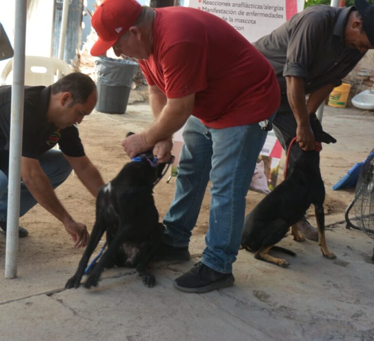 SIGUEN CON ÉXITO LAS ESTERILIZACIONES GRATUITAS A MASCOTAS